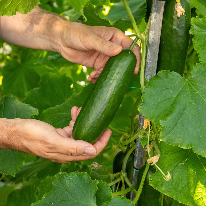 Cucumber 'Mini Munch'