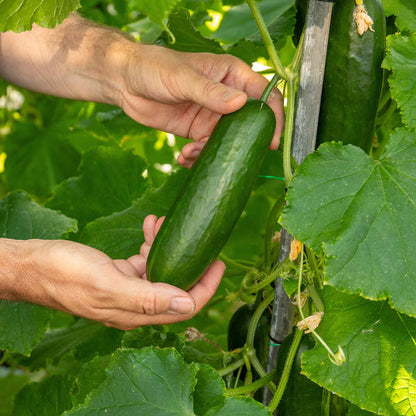 Cucumber 'Mini Munch'
