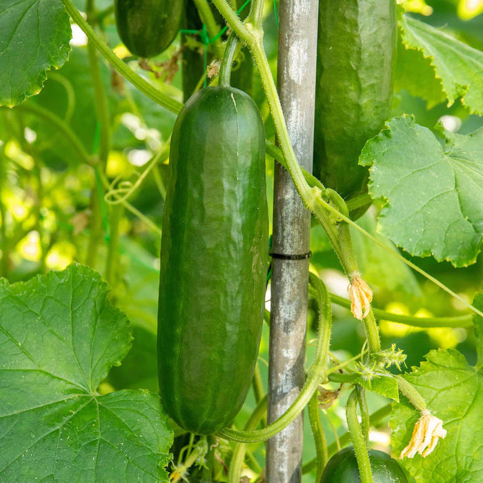 Cucumber 'Mini Munch'