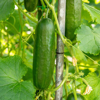 Cucumber 'Mini Munch'
