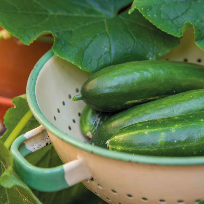 Cucumber 'Mini Munch'