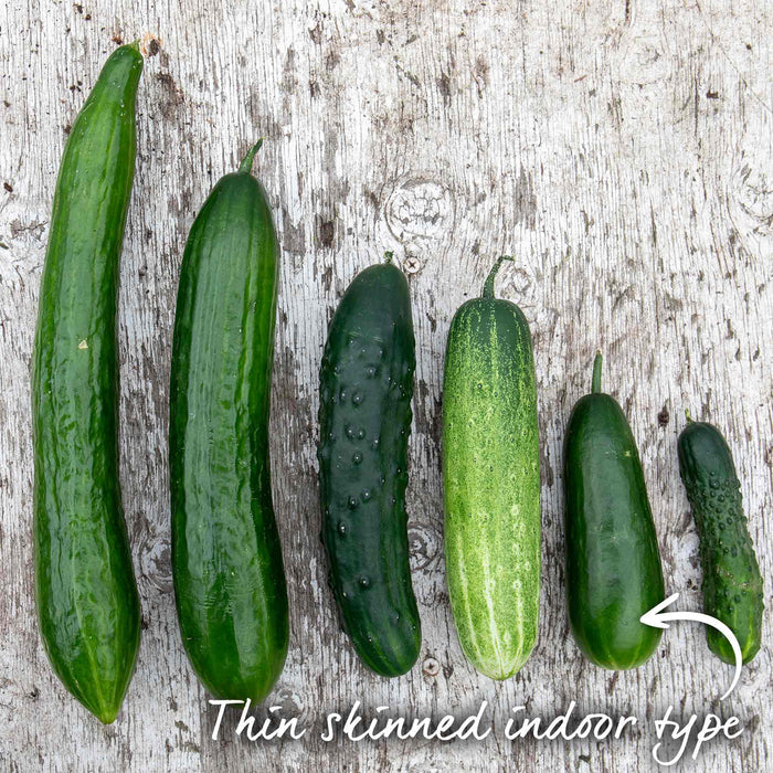 Cucumber 'Mini Munch'