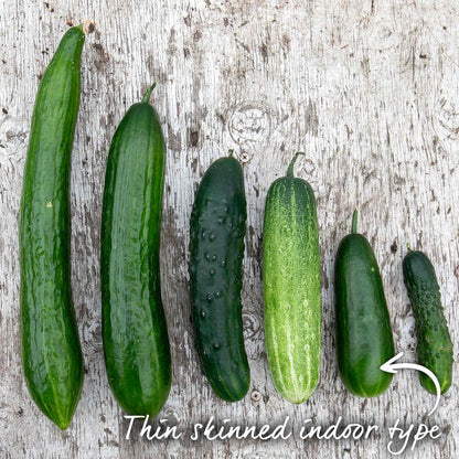 Cucumber 'Mini Munch'