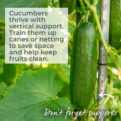 Green cucumber growing on a vine with text about vertical support for cucumbers.