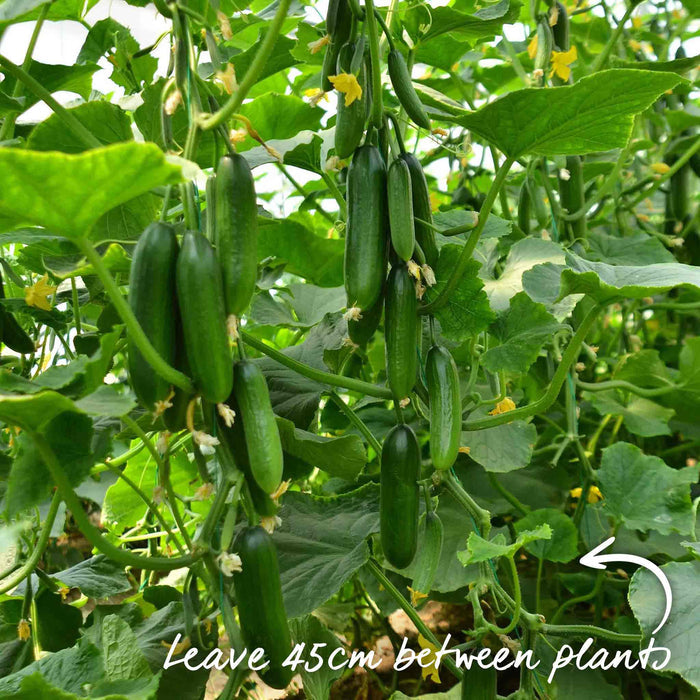 Cucumber 'Mini Munch'