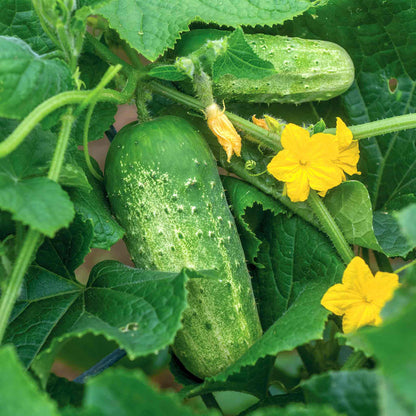 Cucumber 'Picklebush'