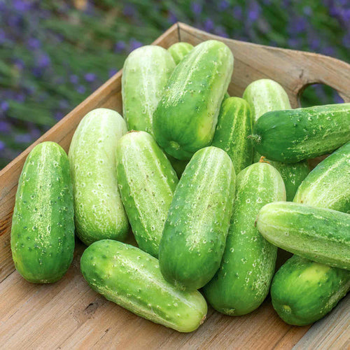 Cucumber Seeds 'Picklebush'
