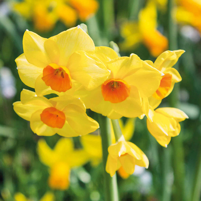 Daffodil  'Martinette'