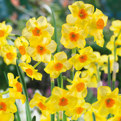 Daffodil  'Martinette'