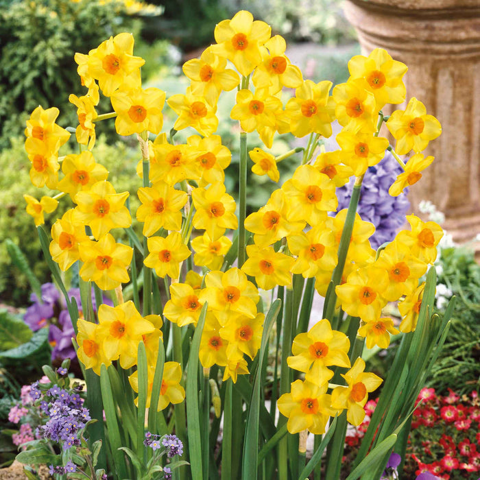 Daffodil  'Martinette'