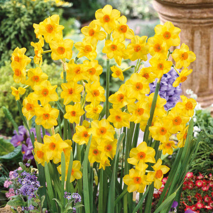 Daffodil  'Martinette'