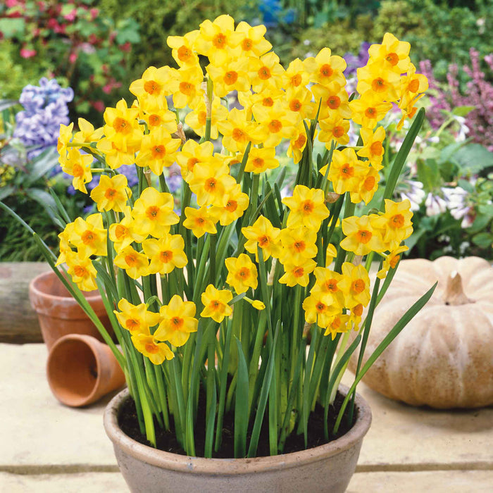 Daffodil  'Martinette'