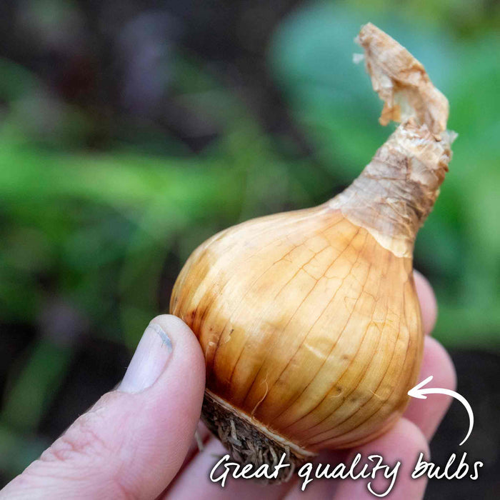 Hand holding a garlic bulb with text 'Great quality bulbs' against a blurred green background