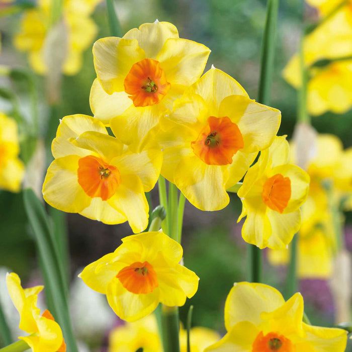 Daffodil  'Martinette'