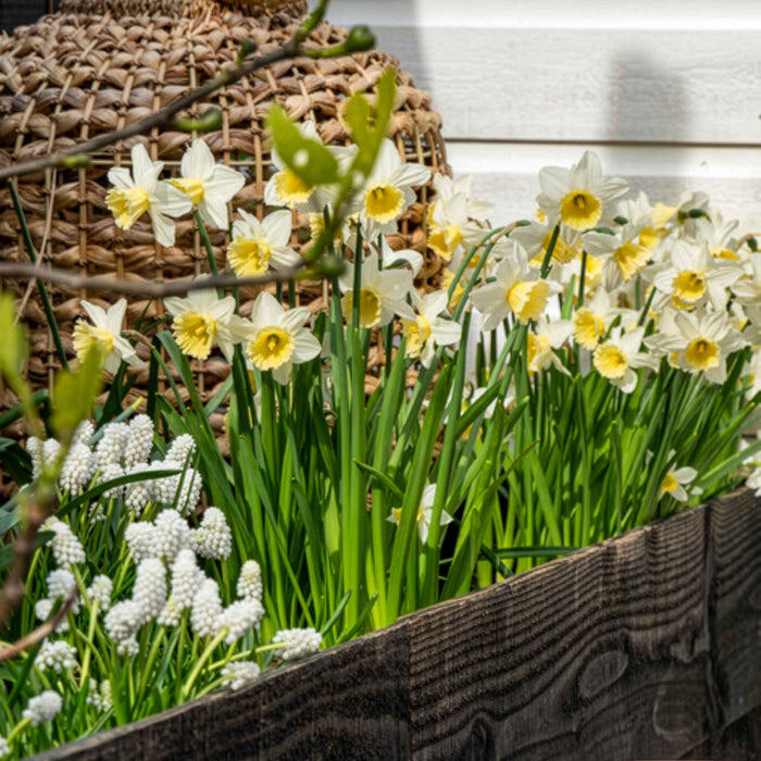 Daffodil 'Pre Party'