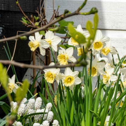 Daffodil 'Pre Party'