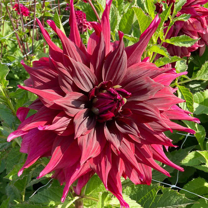 Dahlia 'Brigitta Alida'