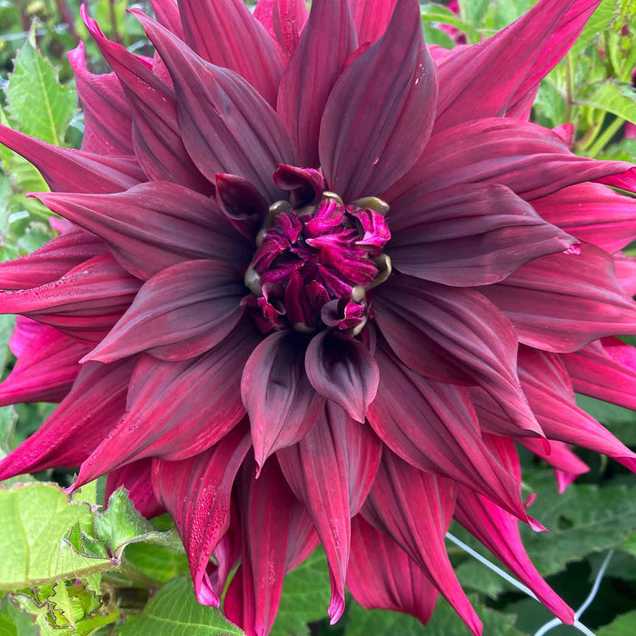 Dahlia 'Brigitta Alida'