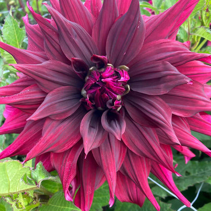 Dahlia 'Brigitta Alida'