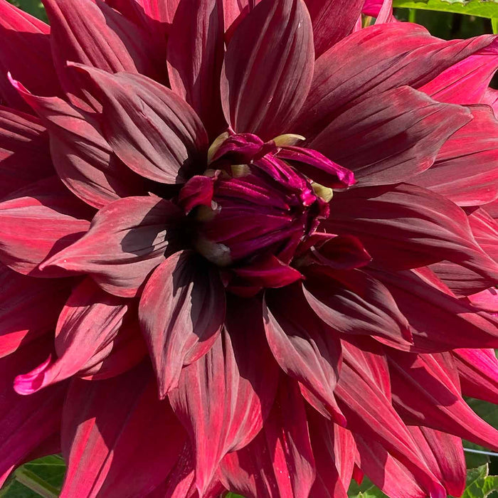 Dahlia 'Brigitta Alida'