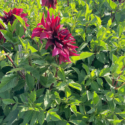 Dahlia 'Brigitta Alida'