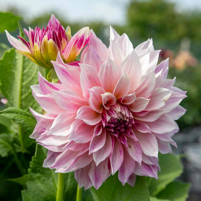 Dahlia 'Cafe au Lait Royale'