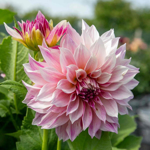 Dahlia 'Cafe au Lait Royale'