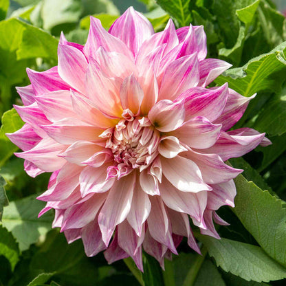 Dahlia 'Cafe au Lait Royale'