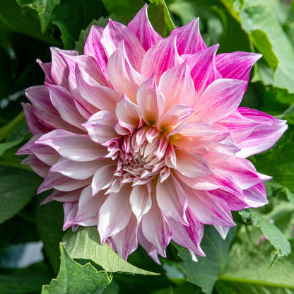 Dahlia 'Cafe au Lait Royale'