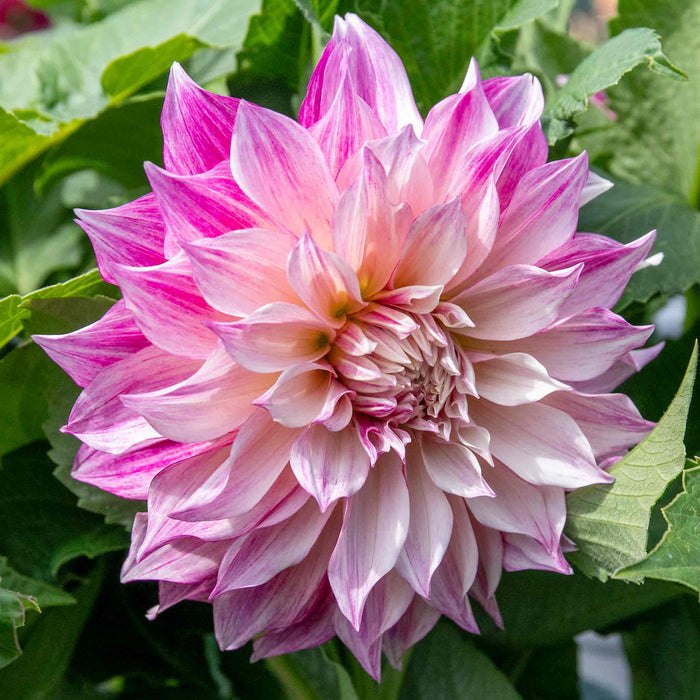 Dahlia 'Cafe au Lait Royale'