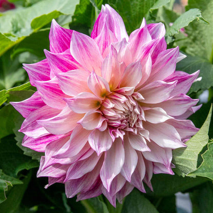 Dahlia 'Cafe au Lait Royale'