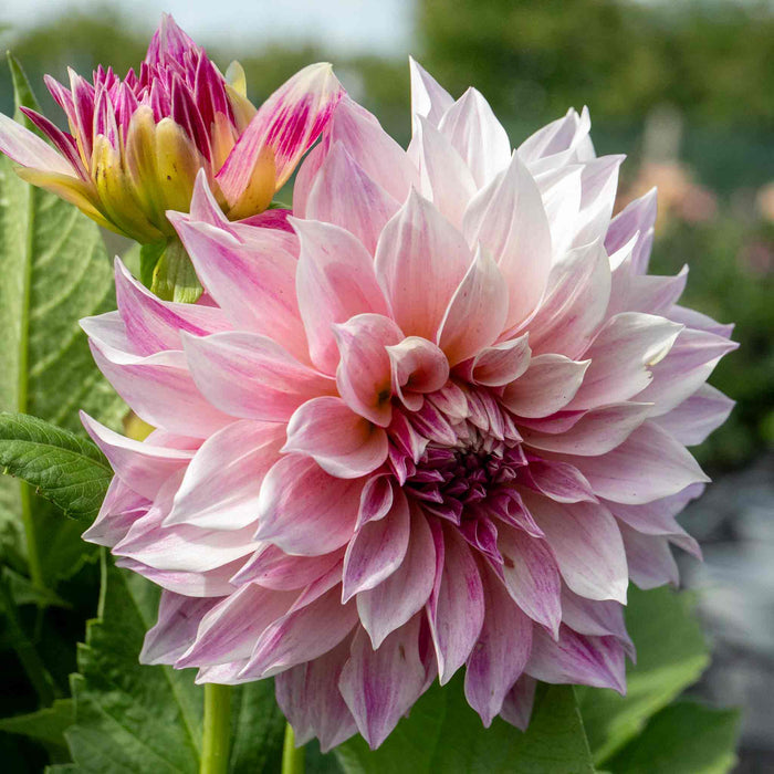 Dahlia 'Cafe au Lait Royale'