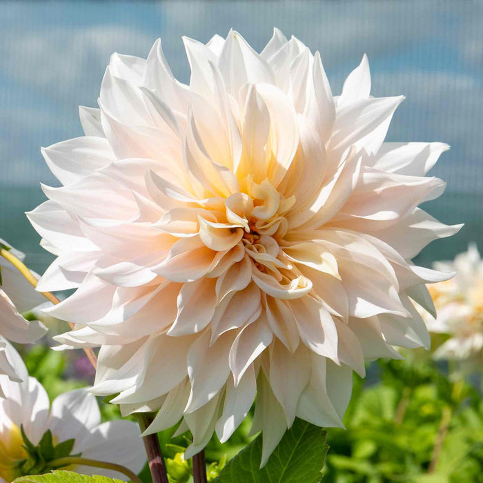 Dahlia 'Café au Lait'