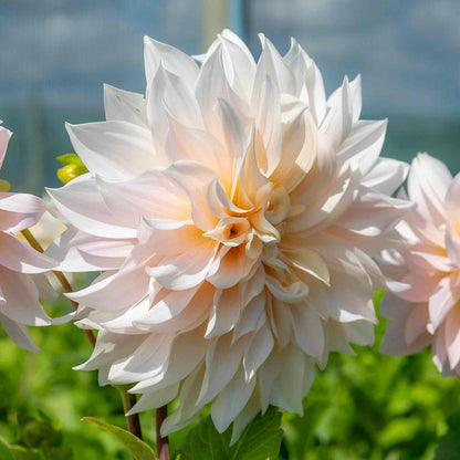 Dahlia 'Café au Lait'
