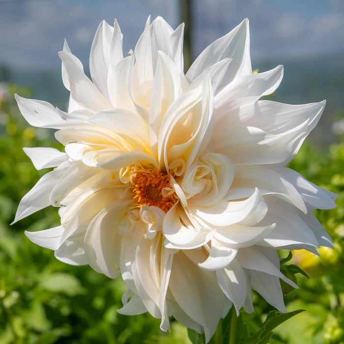 Dahlia 'Café au Lait'