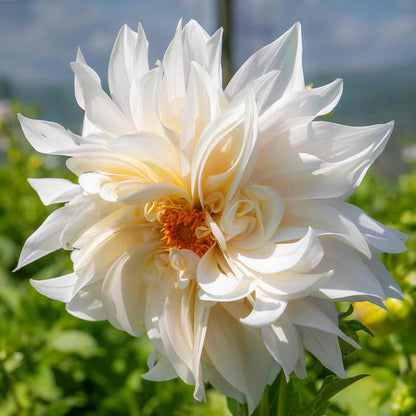 Dahlia 'Café au Lait'