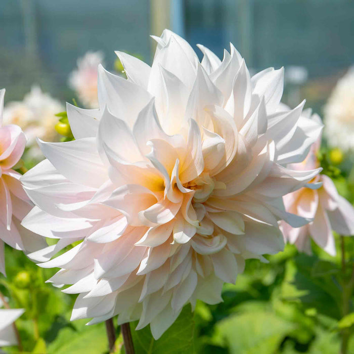 Dahlia 'Café au Lait'