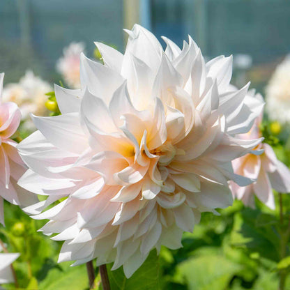 Dahlia 'Café au Lait'