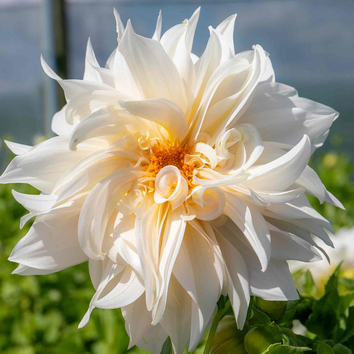 Dahlia 'Café au Lait'