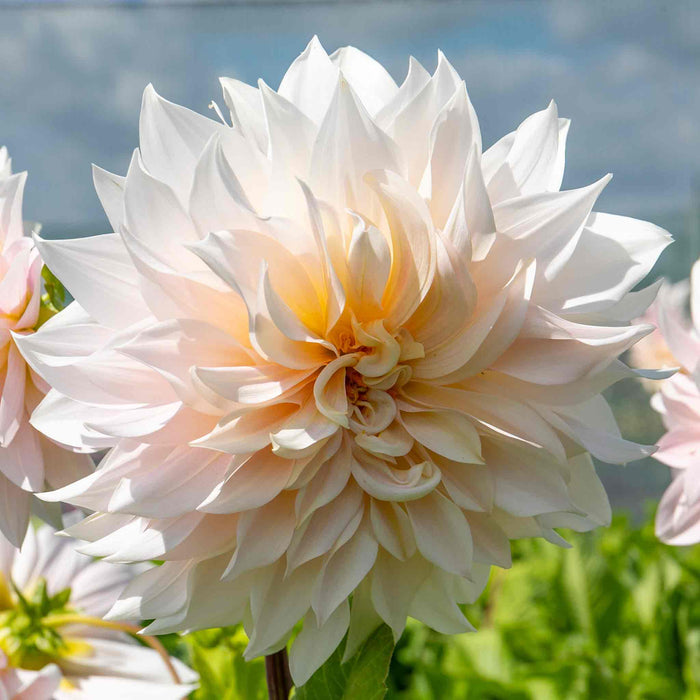 Dahlia 'Café au Lait'
