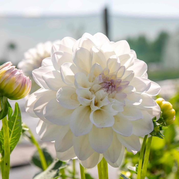 Dahlia 'Eveline'