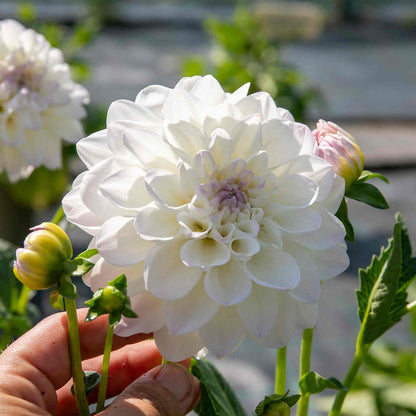 Dahlia 'Eveline'