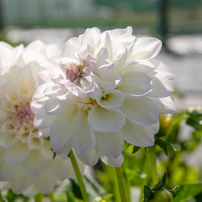 Dahlia 'Eveline'