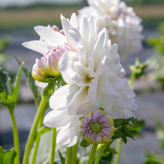 Dahlia 'Eveline'