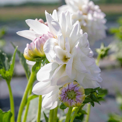 Dahlia 'Eveline'