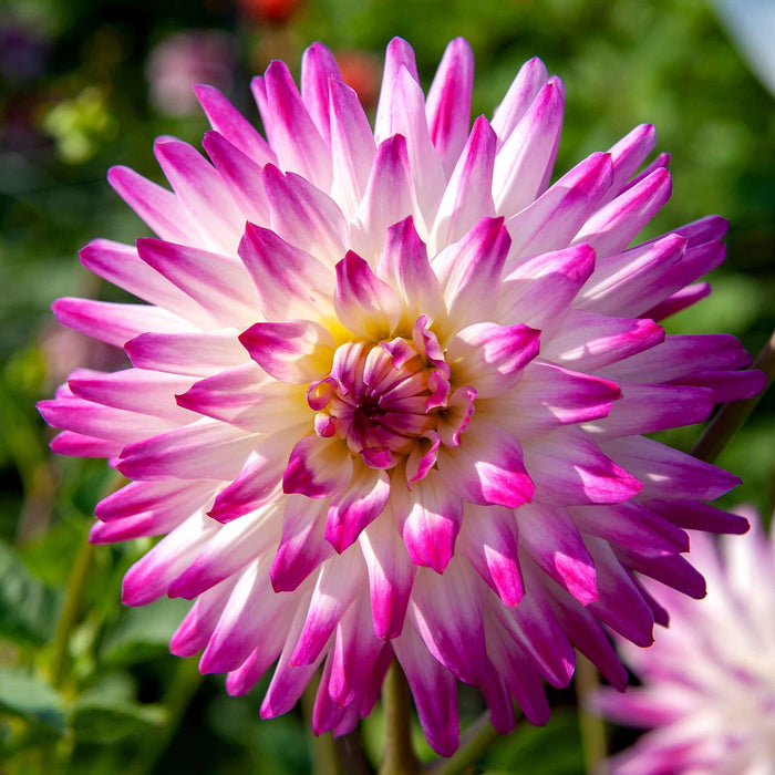 Dahlia 'Hayley Jane'