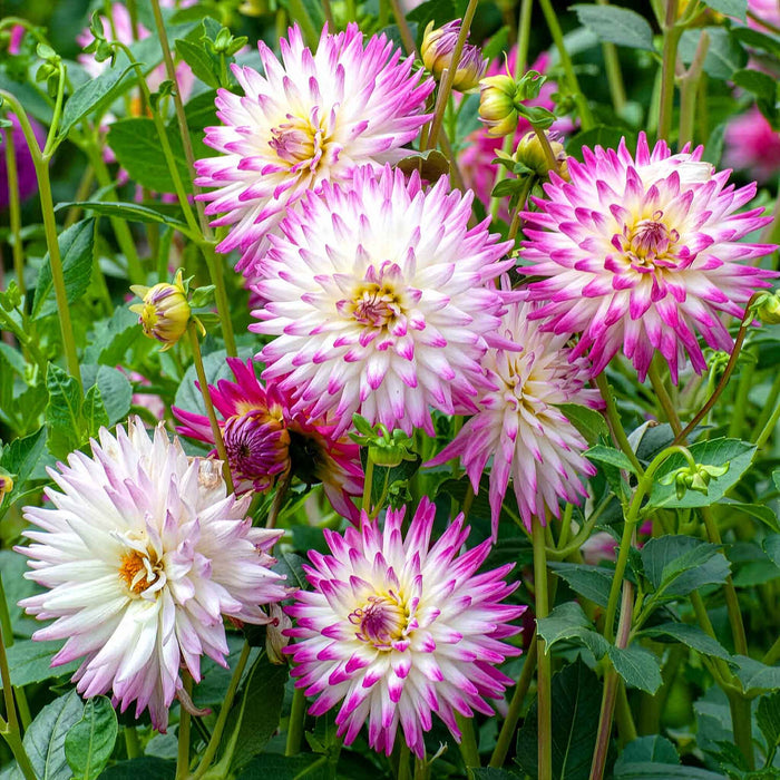 Dahlia 'Hayley Jane'