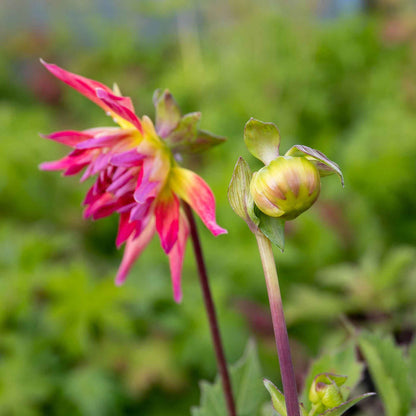 Dahlia 'Hayley Jane'