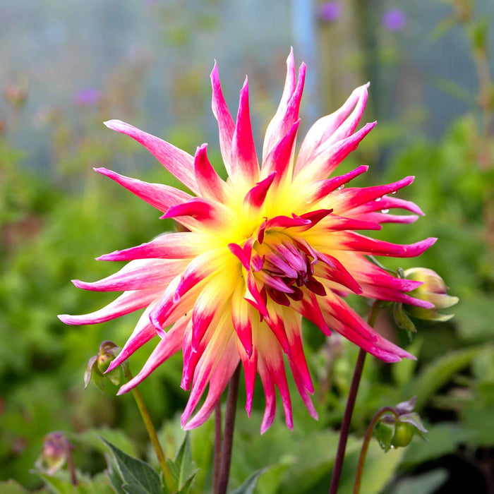 Dahlia 'Hayley Jane'