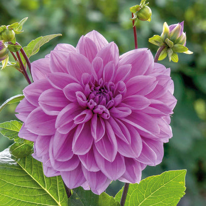 Dahlia 'Lilac Time'